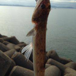 本荘サゴシ調査