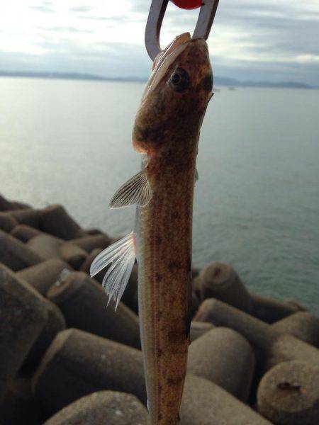 本荘サゴシ調査