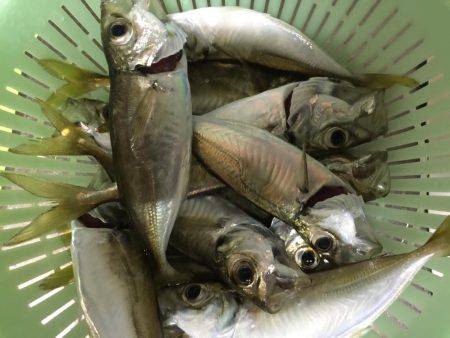 足下豆アジング