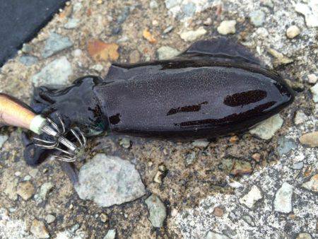 渋いエギング。