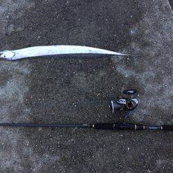 タチウオいいね〜