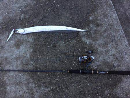 タチウオいいね〜