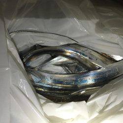 湾奥いよいよ開幕‼️