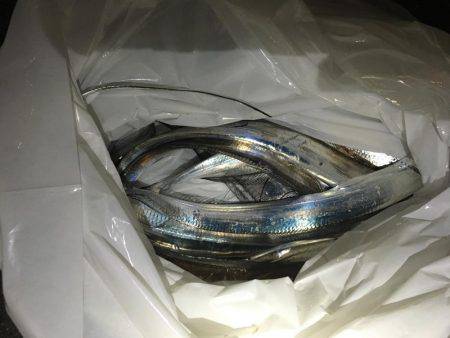 湾奥いよいよ開幕‼️