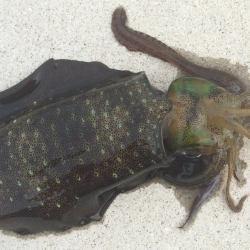 暑くて暑くて。