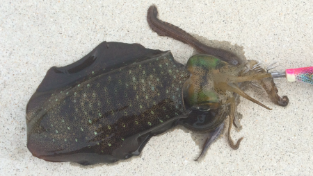 暑くて暑くて。