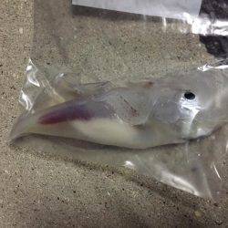 何とか一杯釣れました(笑)