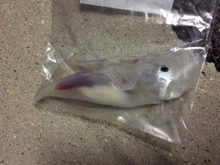 何とか一杯釣れました(笑)