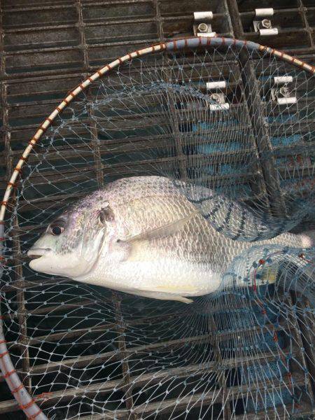 カゴ釣りでチヌ キビレ
