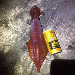 ナイトエギング