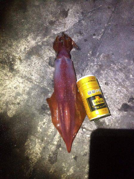 ナイトエギング