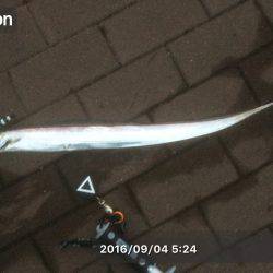 足元 サゴシ-太刀魚