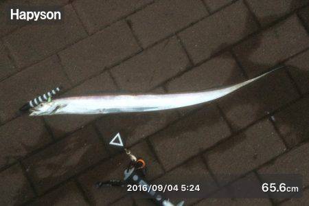 足元 サゴシ-太刀魚