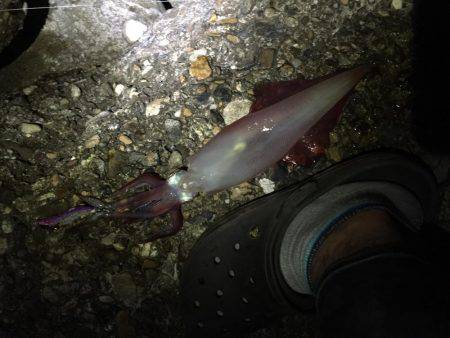 ケンサキイカ時々アオリ！