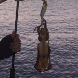 良型キスとアオリイカ新子調査