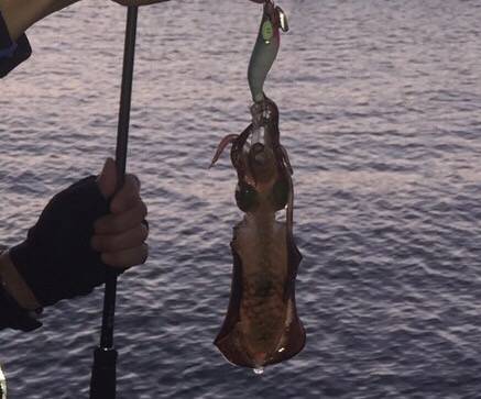 良型キスとアオリイカ新子調査