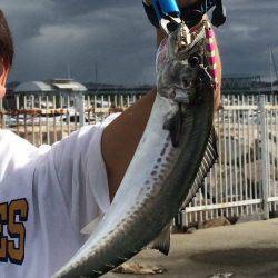 スコールのちサゴシ