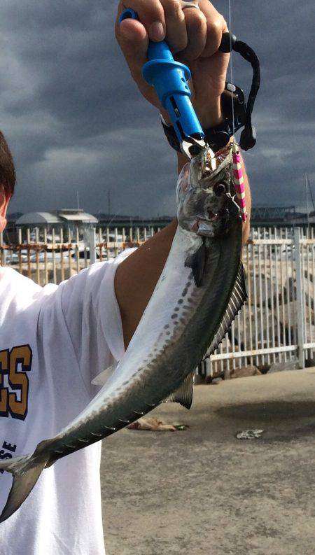 スコールのちサゴシ