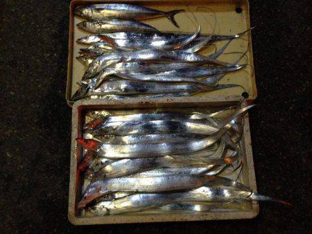 タチウオ、サゴシ