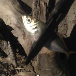 貧果でしたが、それも釣り❗️