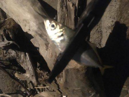 貧果でしたが、それも釣り❗️