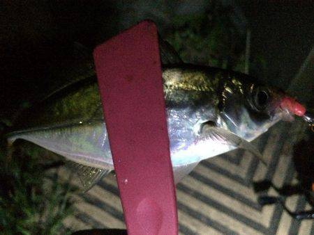 風はあったけど面白かった‼️