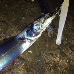 忠岡にもタチウオ到来!