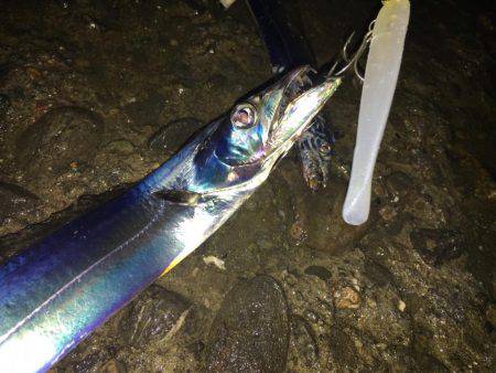 忠岡にもタチウオ到来!