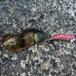 小さな高級魚 タカベ