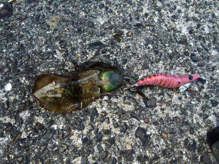 小さな高級魚 タカベ