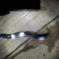 人は沢山、でも渋い