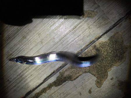 人は沢山、でも渋い