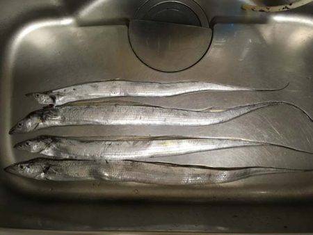 マリーナシティのタチウオ