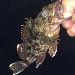 初シマイサキ！