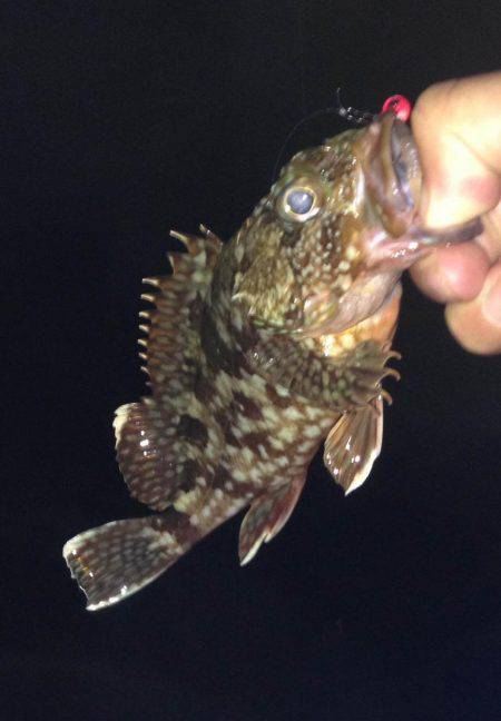 初シマイサキ！