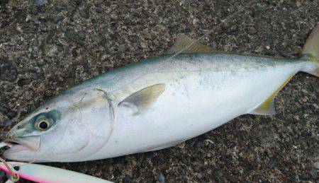 ダブルヘッダー