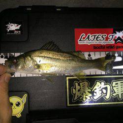 アジングのつもりが・・・