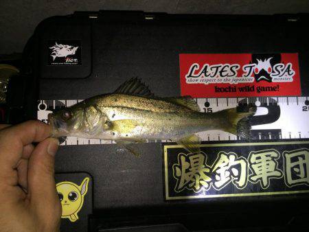 アジングのつもりが・・・