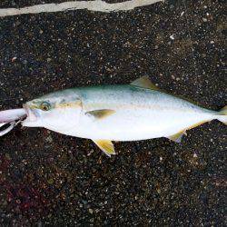 大蔵海岸でサゴシ&ツバス