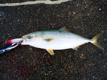 大蔵海岸でサゴシ&ツバス