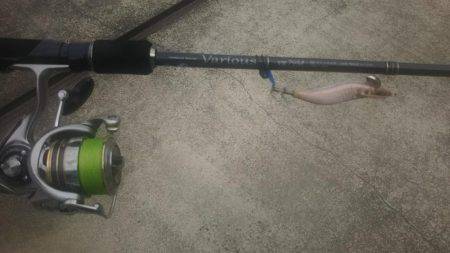 今季初アオリイカ釣り