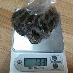 太刀魚とタコGET！！