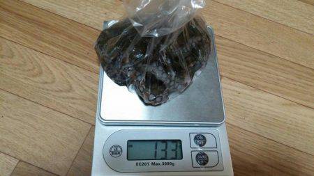 太刀魚とタコGET！！