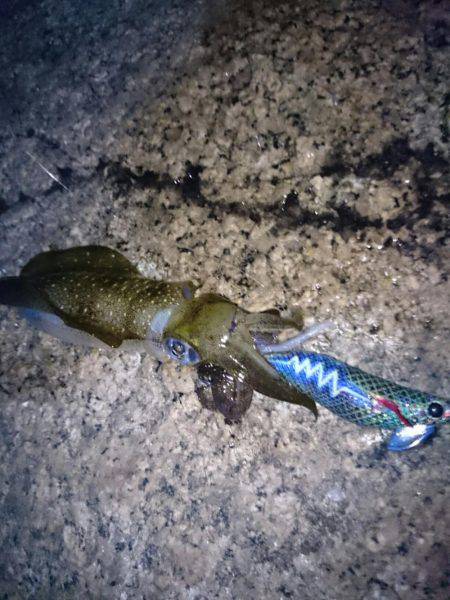 今年初のエギング釣行