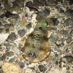 エギング、後輩デビュー戦