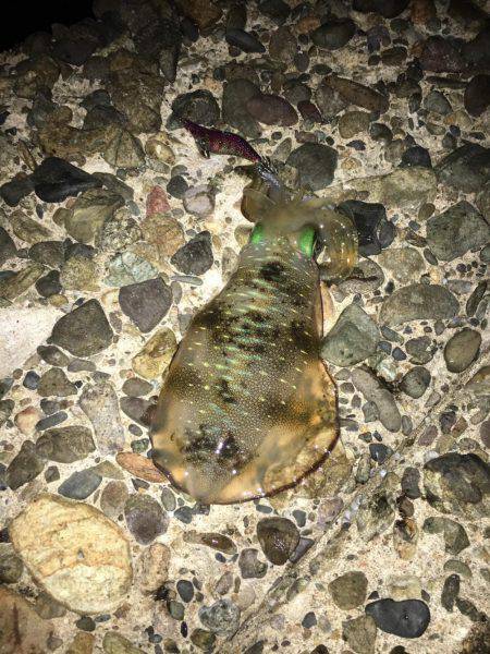 エギング、後輩デビュー戦