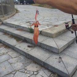 いつもヤエンですがエギング釣行