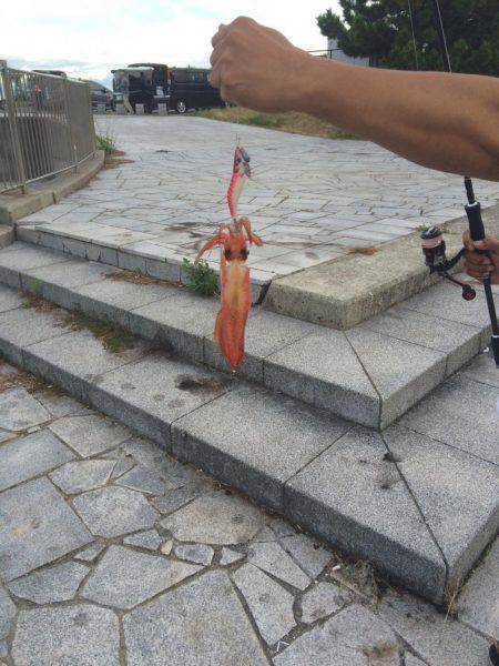 いつもヤエンですがエギング釣行