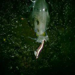 大漁を目指して磯へヤブこぎに