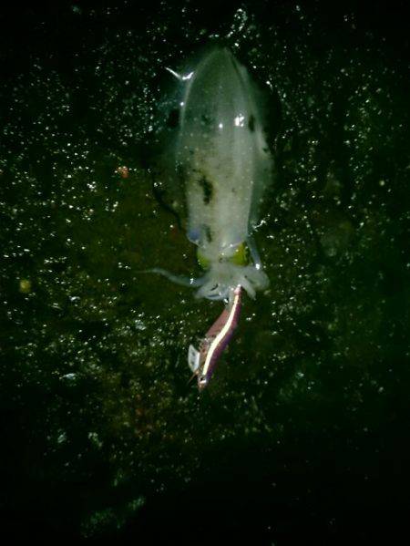 大漁を目指して磯へヤブこぎに